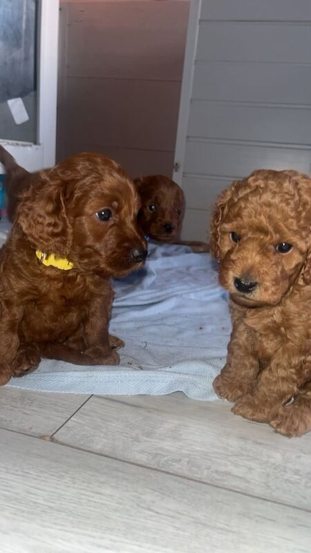 Adorable cockapoos for sale in Erdington, West Midlands