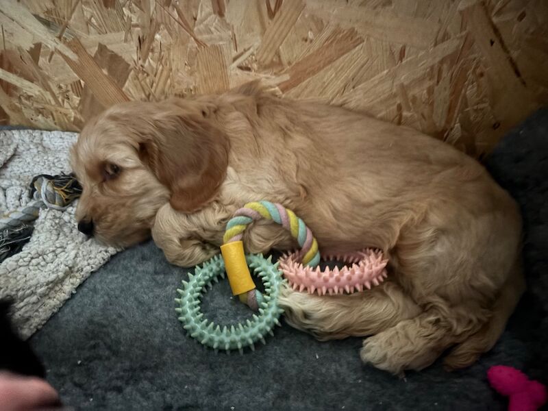 Cockapoo Puppies For Sale Under £1,000