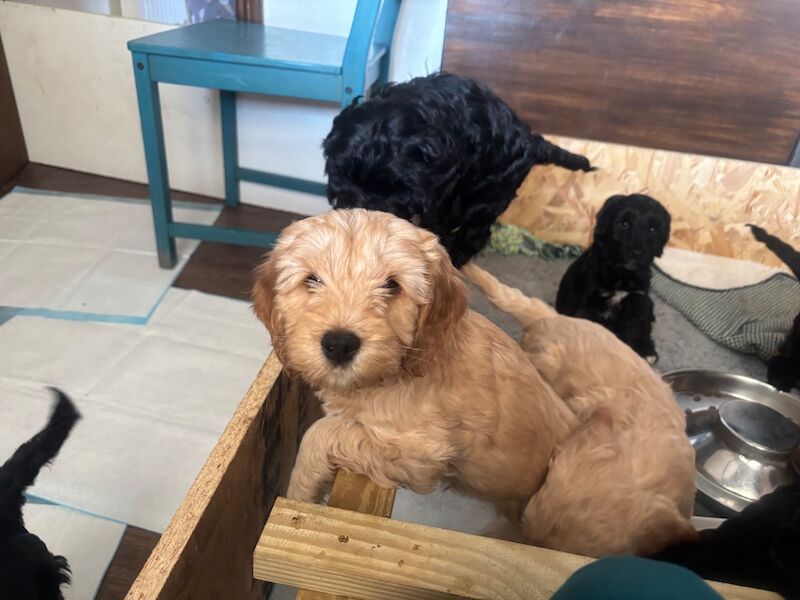 Adorable Cockapoos, ready for new homes now! - Image 2 of 7