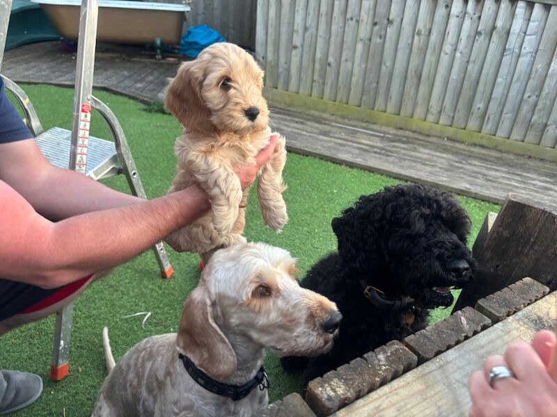 Adorable Cockapoos, ready for new homes now! - Image 3 of 7