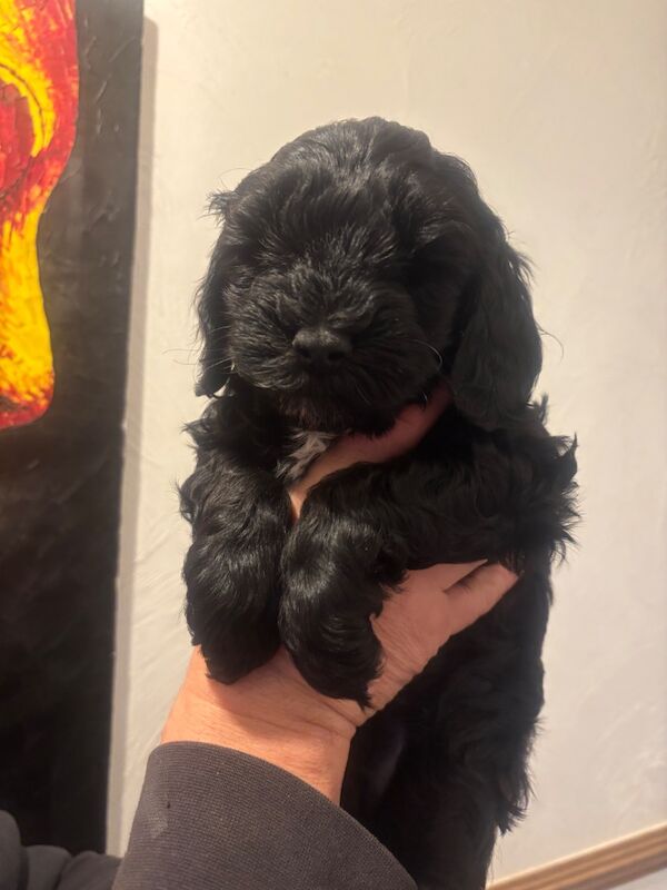 Adorable Cockapoos, ready for new homes now! - Image 4 of 7