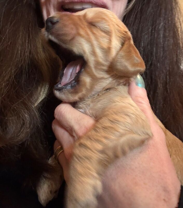 Adorable Cockapoos, ready for new homes now! - Image 5 of 7