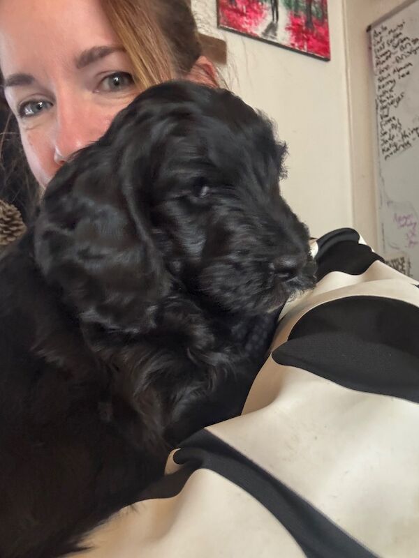 Adorable Cockapoos, ready for new homes now! - Image 6 of 7