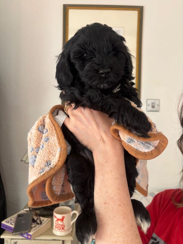 Adorable Cockapoos, ready for new homes now! - Image 7 of 7