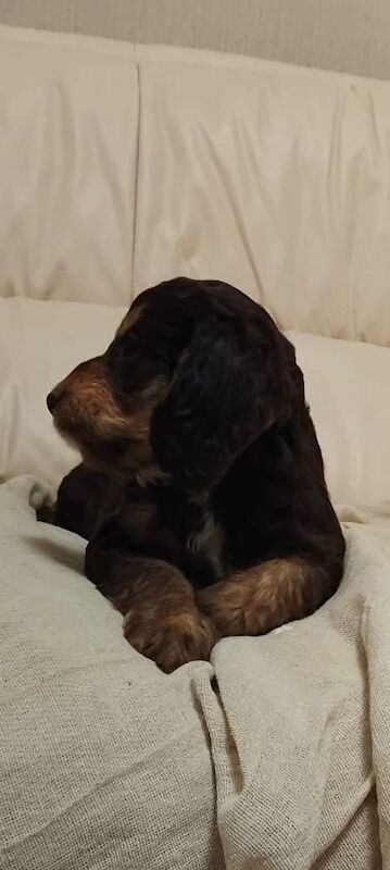 Cockapoo puppies for sale in Lincoln, Lincolnshire – 8 weeks old