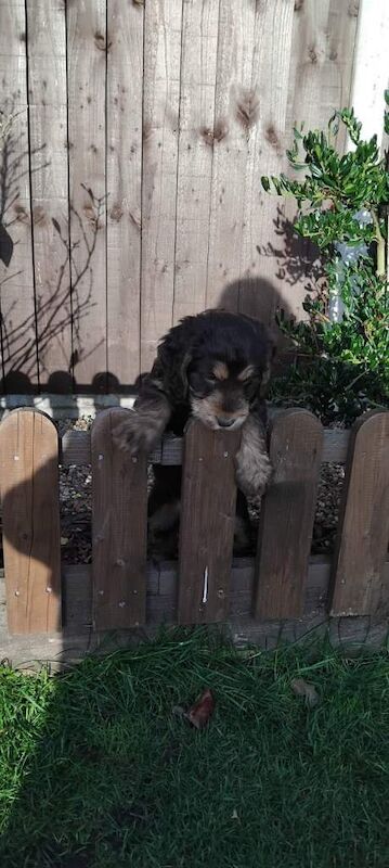 Cockapoo puppies for sale in Lincoln, Lincolnshire – 5 months old - Image 2 of 6