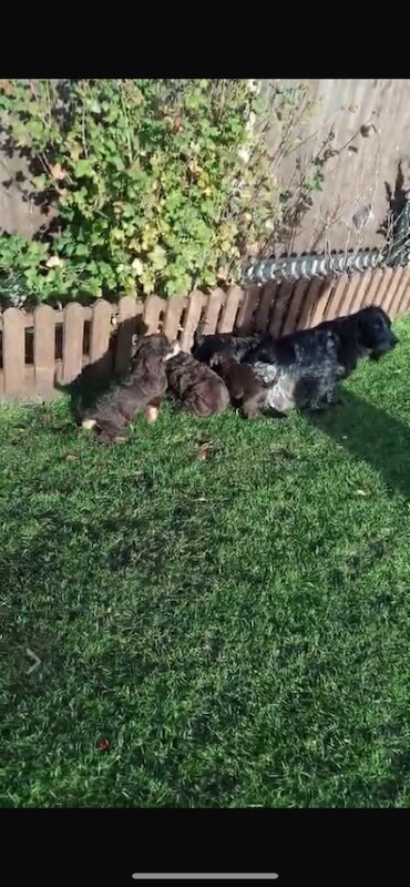 Cockapoo puppies for sale in Lincoln, Lincolnshire – 5 months old - Image 3 of 6