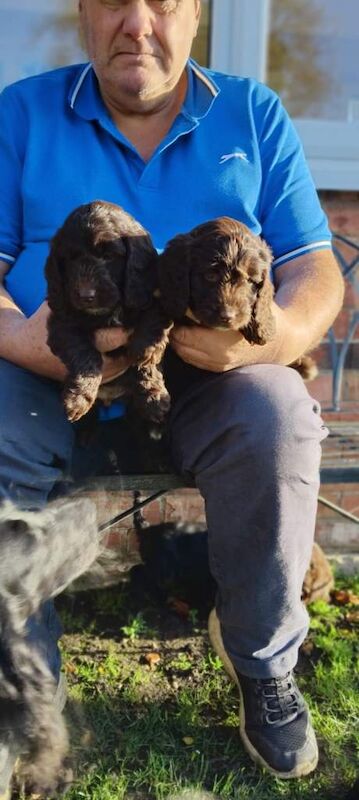 Cockapoo puppies for sale in Lincoln, Lincolnshire – 5 months old - Image 4 of 6