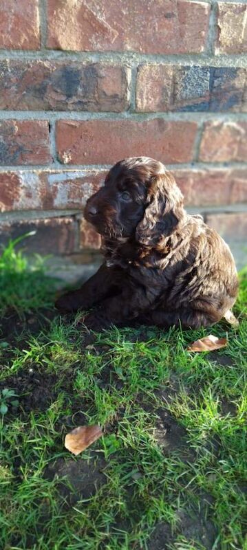 Cockapoo puppies for sale in Lincoln, Lincolnshire – 5 months old - Image 5 of 6