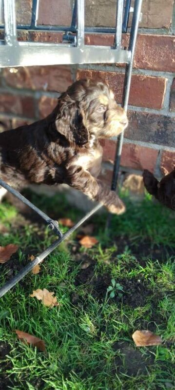Cockapoo puppies for sale in Lincoln, Lincolnshire – 5 months old - Image 6 of 6