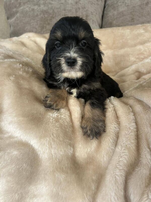 Cockapoo puppies for sale in Freckleton, Lancashire – KC registered, 7 weeks old