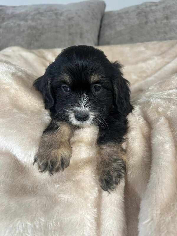 Cockapoo puppies for sale in Freckleton, Lancashire – KC registered, 9 weeks old - Image 3 of 3