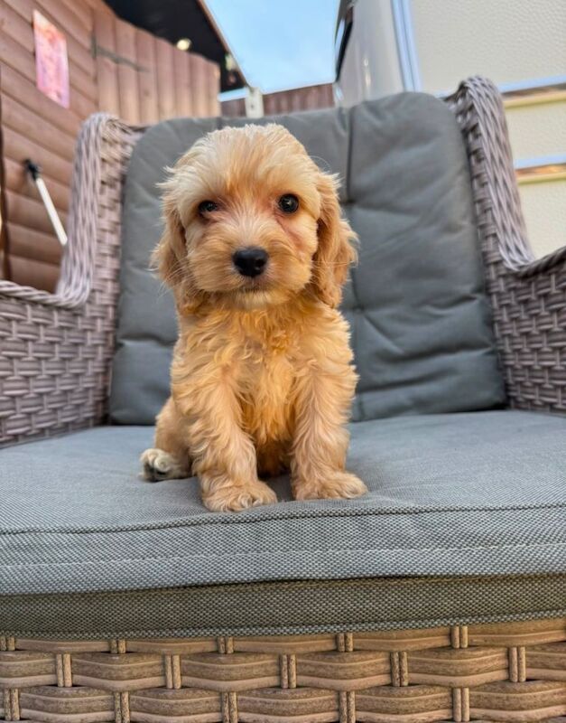 Adorable F1 Cockapoo Puppy 9 weeks old who’s Looking for a Loving Home ️