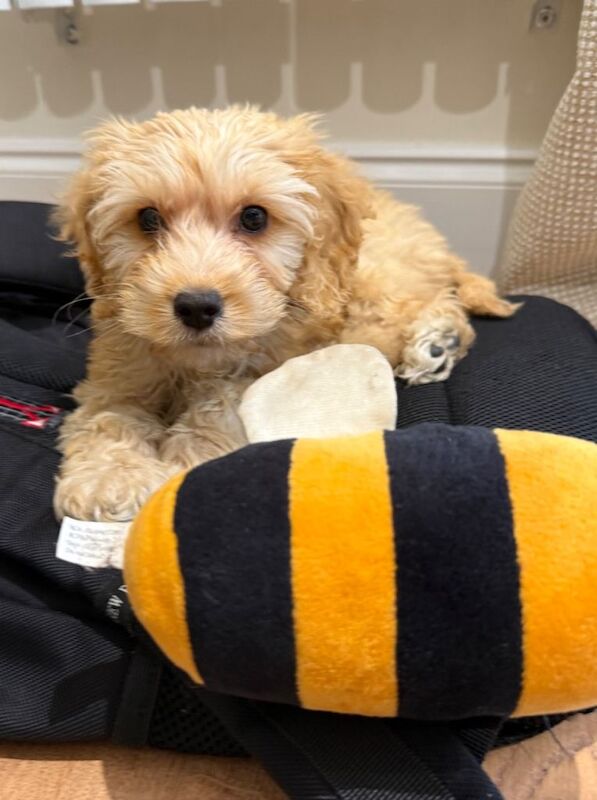 Adorable F1 Cockapoo Puppy 9 weeks old who’s Looking for a Loving Home ️ - Image 2 of 3