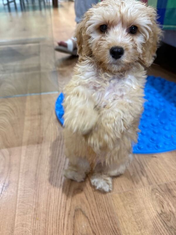 Adorable F1 Cockapoo Puppy 9 weeks old who’s Looking for a Loving Home ️ - Image 3 of 3