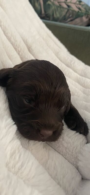 Kennel Club Registered Cockapoo Puppies For Sale