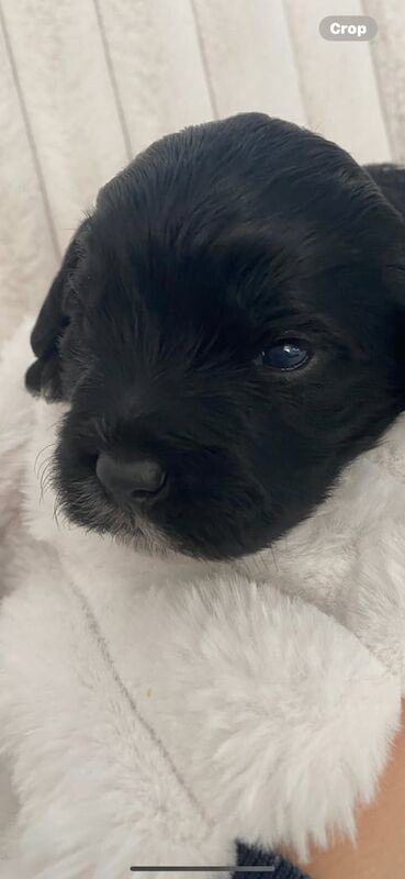 Cockapoo puppies for sale in Irvine, Ayrshire and Arran – KC registered, 5 weeks old - Image 2 of 3