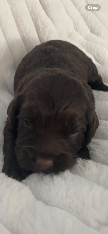 Cockapoo puppies for sale in Irvine, Ayrshire and Arran – KC registered, 5 weeks old - Image 3 of 3