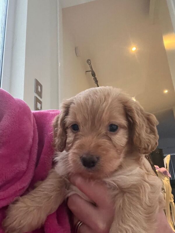 Cockapoo puppies for sale in Newark, Cambridgeshire – 7 weeks old