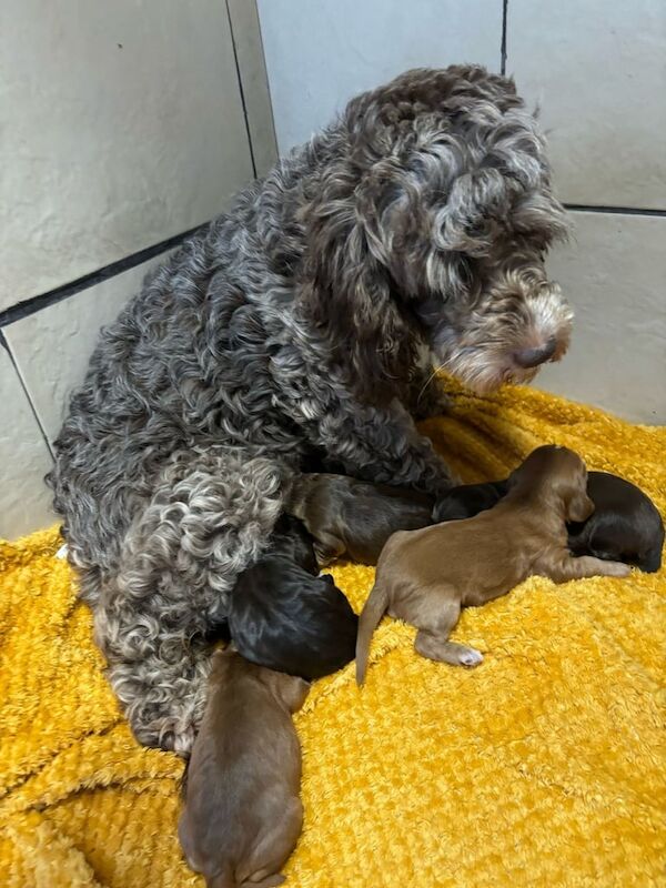 Adorable F1B Cockapoo puppies DNA tested - Image 2 of 3