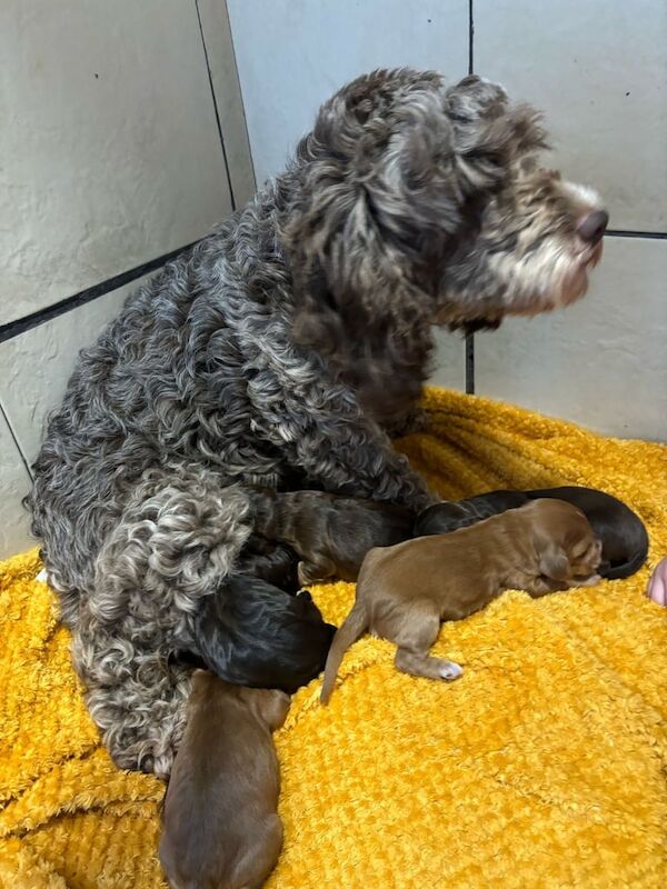 Adorable F1B Cockapoo puppies DNA tested - Image 3 of 3