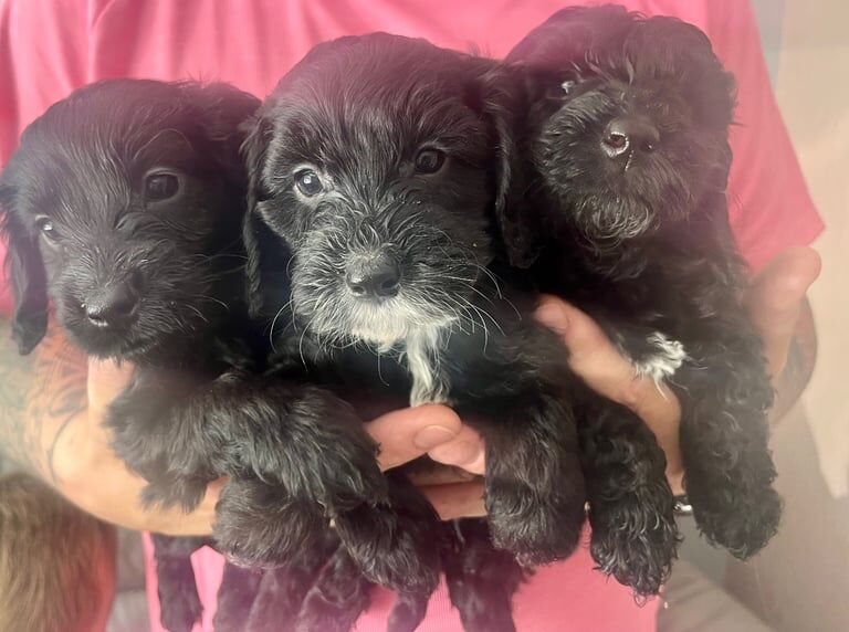 Cockapoo puppies for sale in Seaham, Durham – 7 weeks old