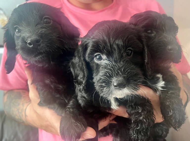 Cockapoo puppies for sale in Seaham, Durham – 9 weeks old - Image 2 of 3