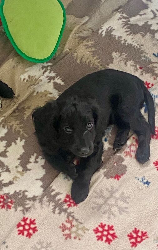 Cockapoo puppies for sale in Seaham, Durham – 9 weeks old - Image 3 of 3