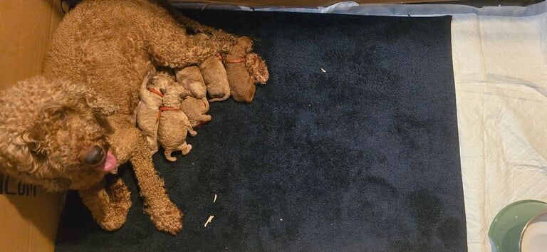 Cockapoo puppies for sale in Wolverhampton, West Midlands – KC registered, 3 weeks old