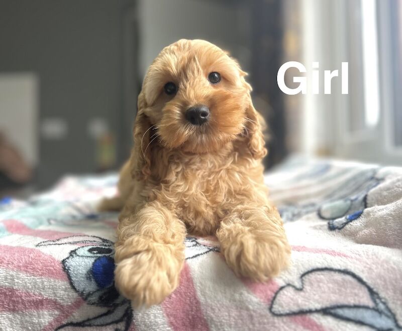 Adorable litter of cockapoo girls