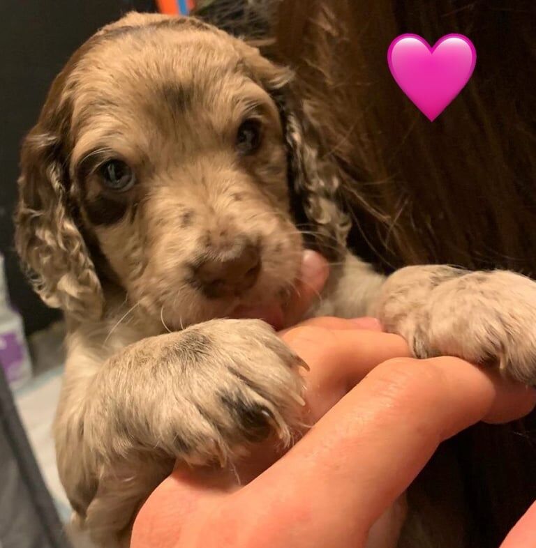 Cockapoo puppies for sale in Washington, Tyne and Wear – KC registered, 7 weeks old