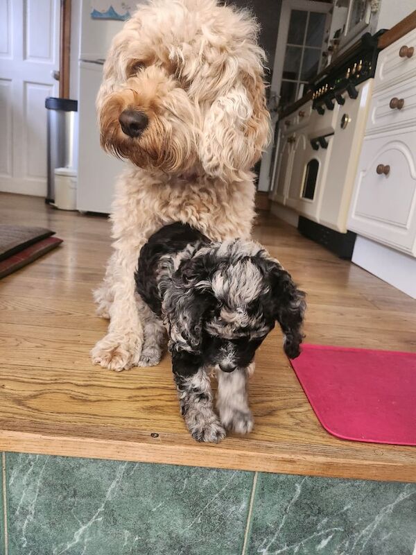 Cockapoo puppies for sale in Winterbourne, Berkshire – 9 weeks old
