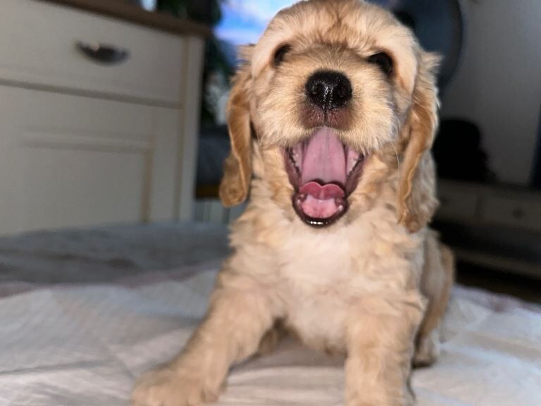 Adorable Puppies cocker spaniel x Lhasapoo