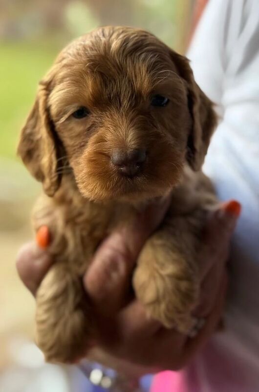 Cockapoo puppies for sale in Newark, Cambridgeshire – KC registered, 7 weeks old