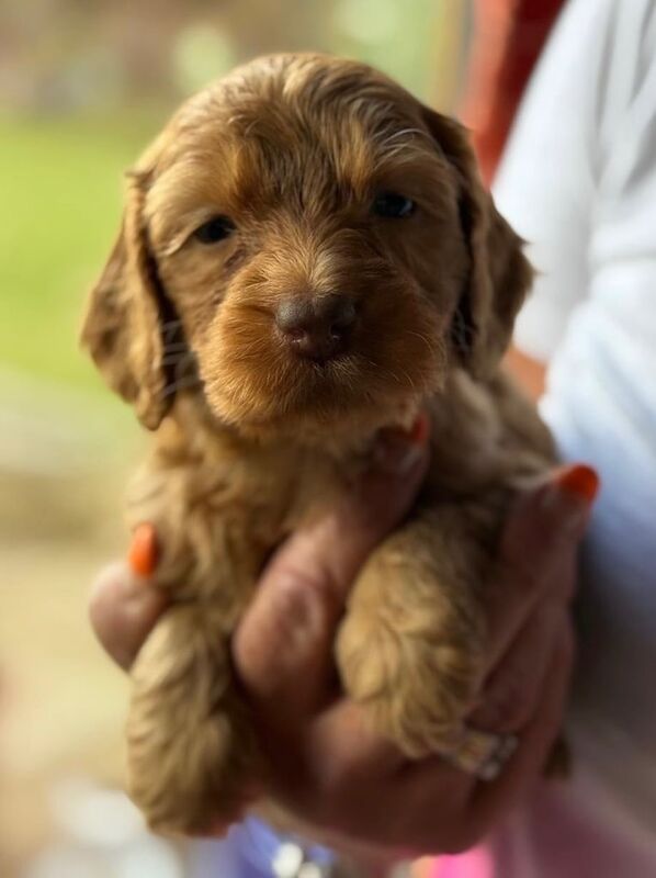 Cockapoo puppies for sale in Newark, Cambridgeshire – KC registered, 7 weeks old - Image 2 of 3