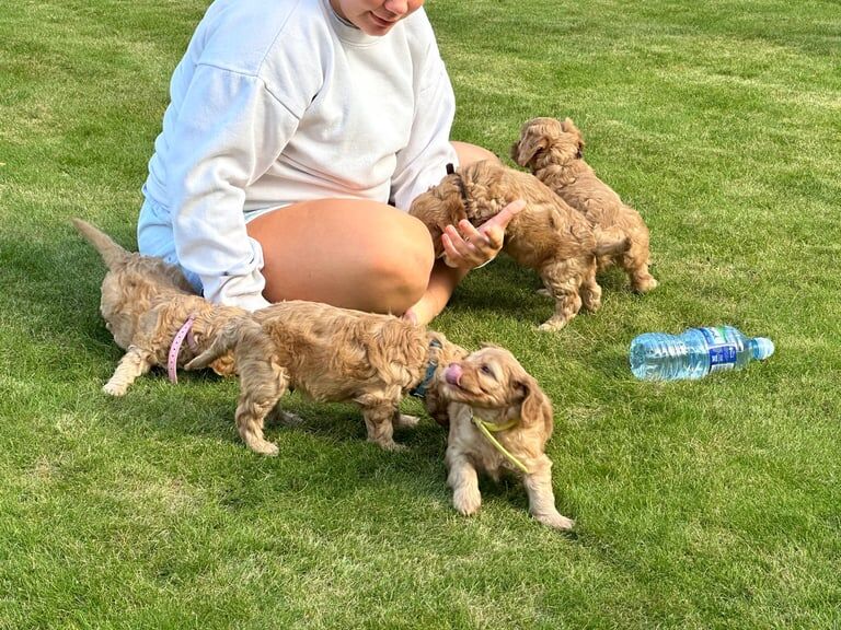 Cockapoo puppies for sale in Newark, Cambridgeshire – KC registered, 7 weeks old - Image 3 of 3
