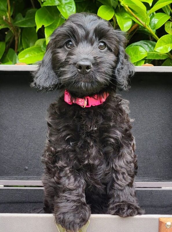 Adorable Toy Cockapoo Puppies – ready for Their Forever Homes! ❤️ for sale in Newmarket, Suffolk