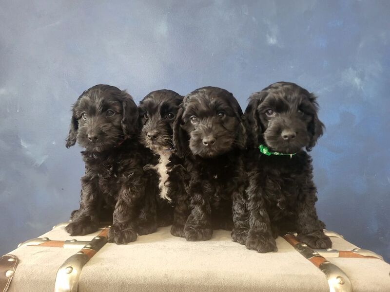 Adorable Toy Cockapoo Puppies – ready for Their Forever Homes from May 28th! for sale in Newmarket, Suffolk