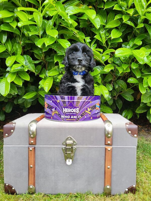 Adorable Toy Cockapoo Puppies – ready for Their Forever Homes from May 28th! for sale in Newmarket, Suffolk