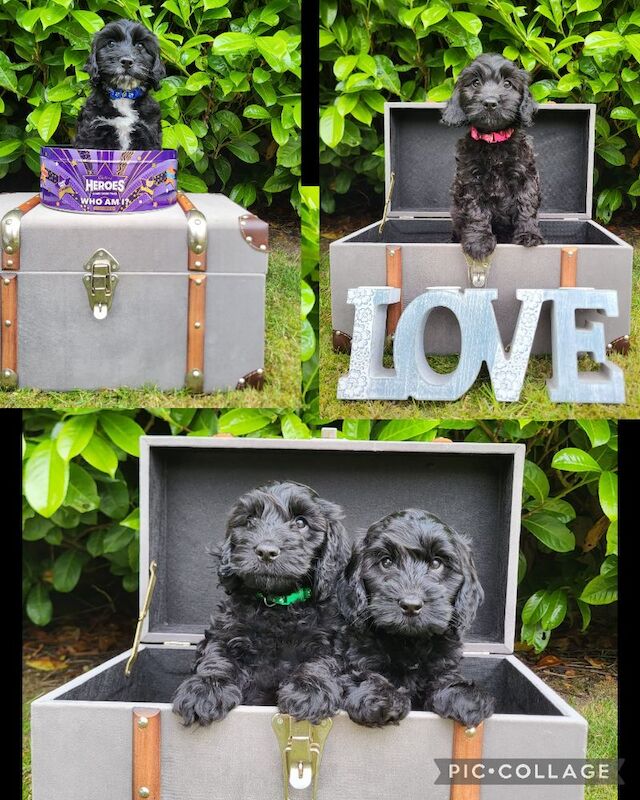Adorable Toy Cockapoo Puppies – ready for Their Forever Homes from May 28th! for sale in Newmarket, Suffolk