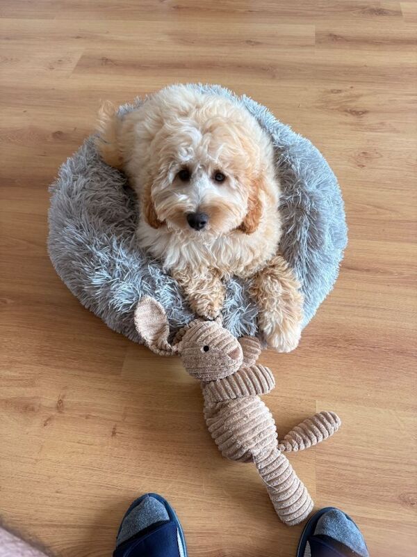 Alfie