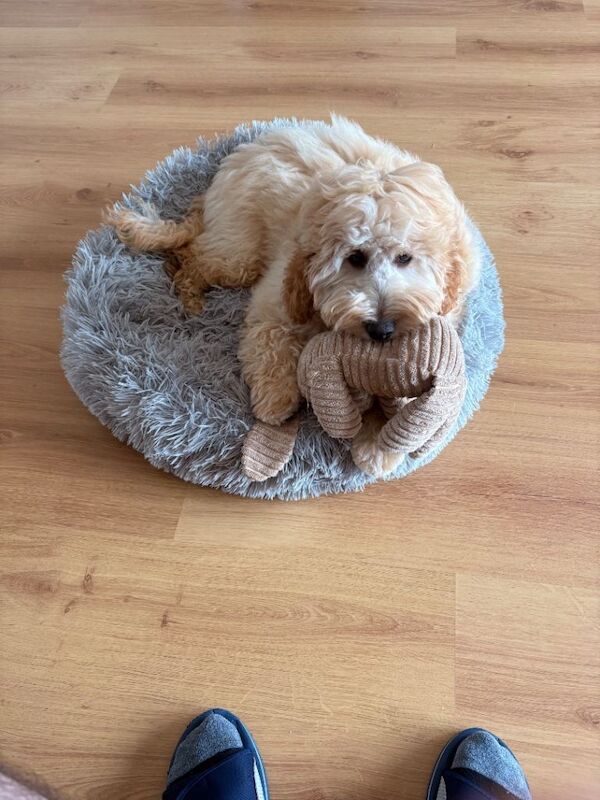 Alfie - Image 2 of 5