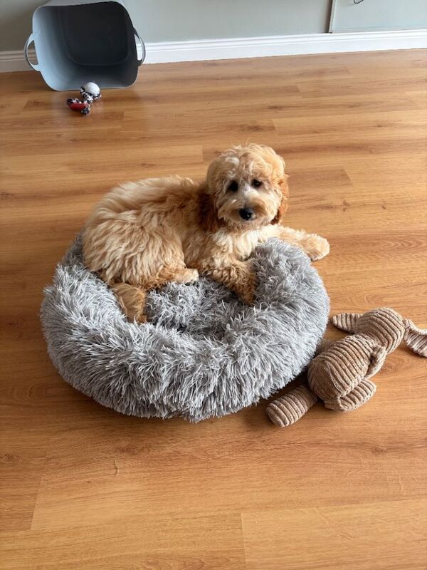 Alfie - Image 3 of 5