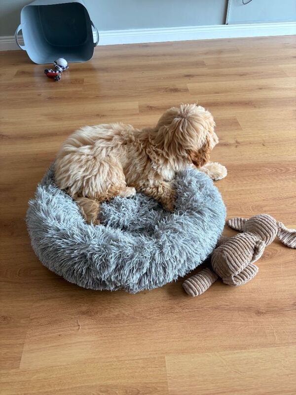 Alfie - Image 4 of 5