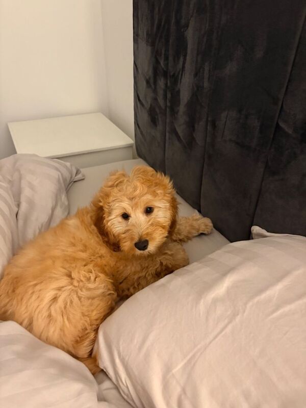 Alfie - Image 5 of 5