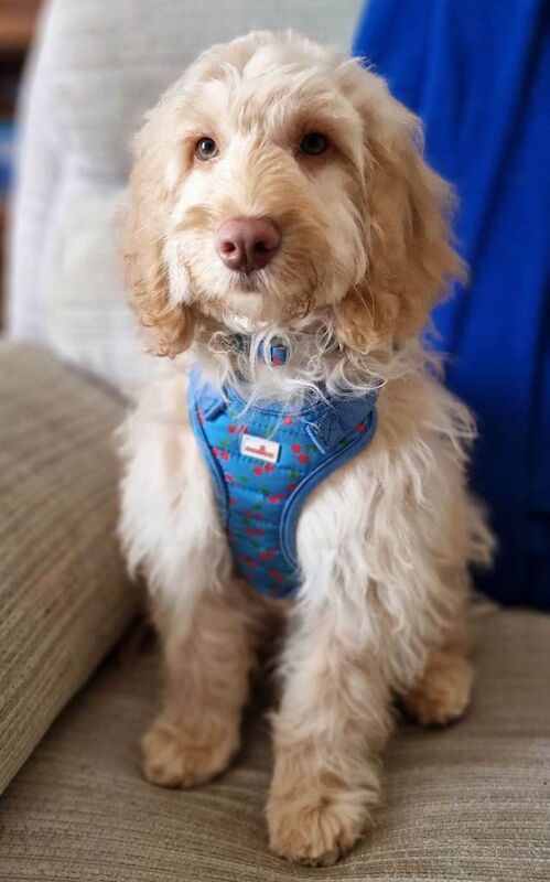 Almost 6 month old Male Cockerpoo puppy