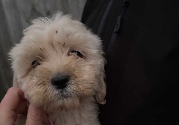 Cockapoo puppies for sale in Maldon, Essex – 1 year old - Image 2 of 3