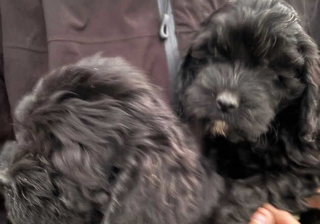 Cockapoo puppies for sale in Maldon, Essex – 1 year old - Image 3 of 3