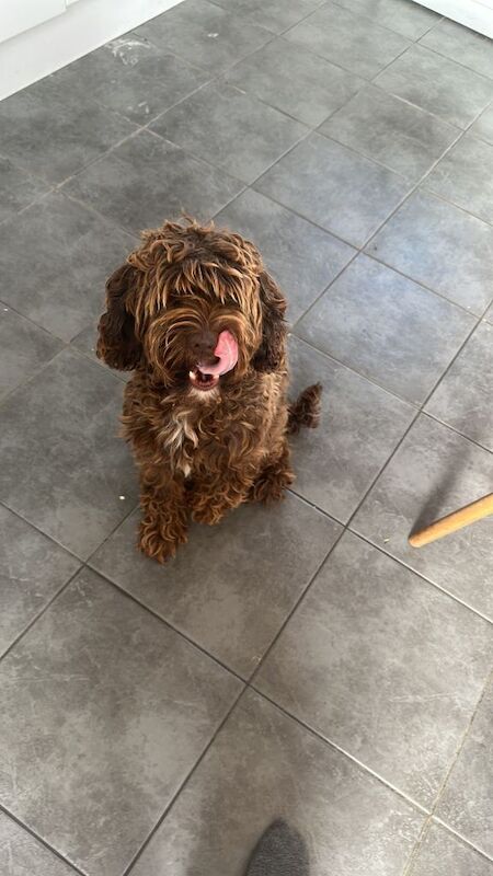 Cockapoo puppies for sale in Llanedeyrn Village / Pentref Llanedeyrn, South Gla – 5 years old - Image 2 of 4