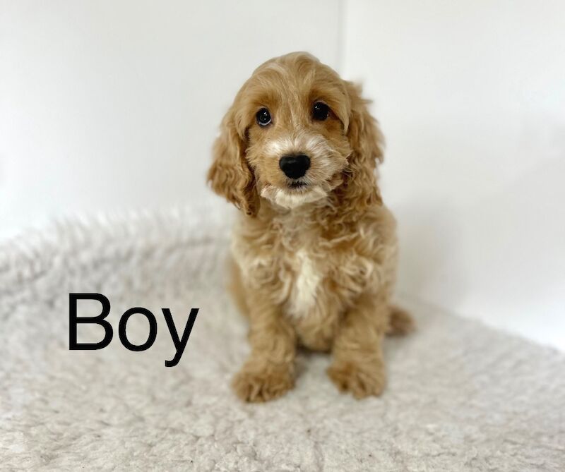Cockapoo puppies for sale in Wisbech, Cambridgeshire – 12 weeks old